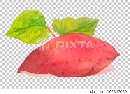 紅薯水彩手繪插畫 102847080