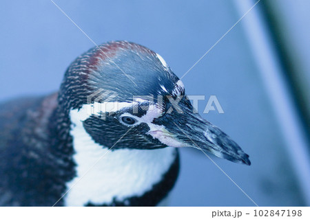 ペンギン1匹 102847198