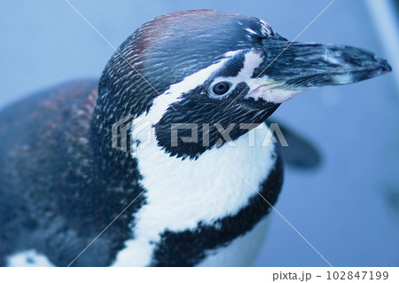 ペンギン1匹 ペンギン1匹 102847199