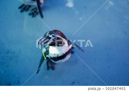 ペンギン ペンギン 102847401