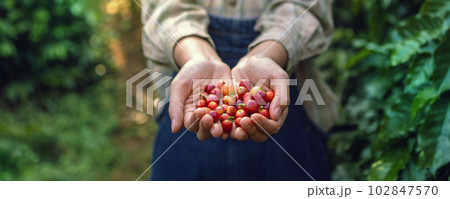 hand holding raw coffee red bean  In farm 102847570