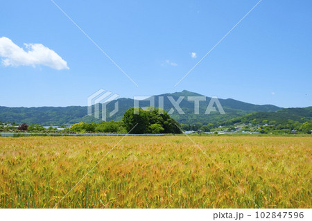 初夏の筑波山と麦畑 初夏の筑波山と麦畑 102847596