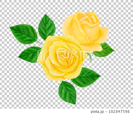 yellow roses drawing