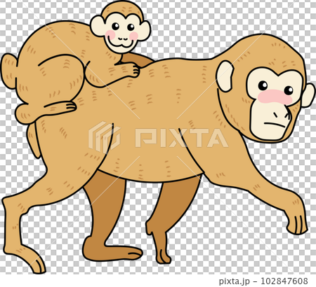 おんぶして歩いている親子のサル 102847608