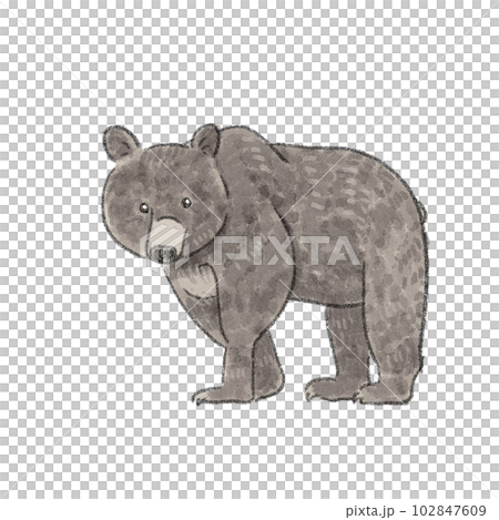 Illustration of an adult bear with a watercolor touch 102847609