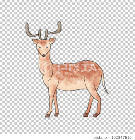 Illustration of an adult deer with a watercolor touch 102847610
