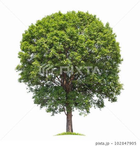 big tree isolate on white background big tree isolate on white background 102847905