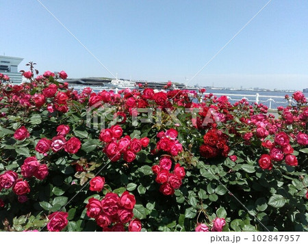 横浜　山下公園のバラ　赤　青空　2023年5月16日 102847957