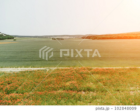 Field of red poppies near to green wheat field. Aerial view. Beautiful field scarlet poppies flowers with selective focus. Red poppies in soft light. Glade of red poppies. Papaver sp. Nobody Field of red poppies near to green wheat field. Aerial view. Beautiful field scarlet poppies flowers with selective focus. Red poppies in soft light. Glade of red poppies. Papaver sp. Nobody 102848009