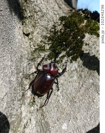 カブトムシ クワガタムシ 夏休み 子供 カブトムシ クワガタムシ 夏休み 子供 102848296