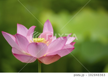ハスの花 ハスの花 102848363