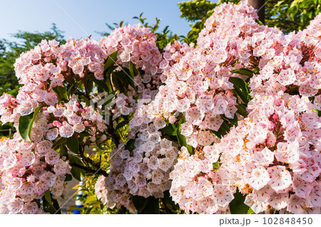 カルミアの花 カルミアの花 102848450