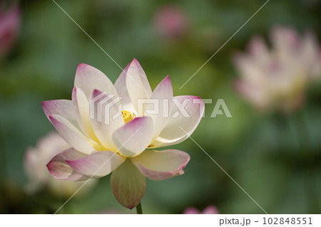 ハスの花 ハスの花 102848551