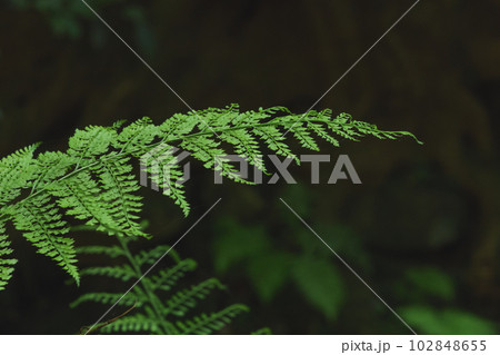 森に自生するダークグリーンのシダ類 102848655