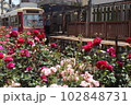 バラに埋もれた都電 102848731