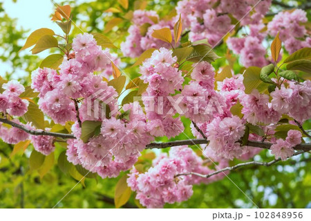 満開の八重桜 満開の八重桜 102848956