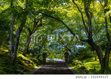 京都嵯峨嵐山の夏　緑豊かな常寂光寺 102849125
