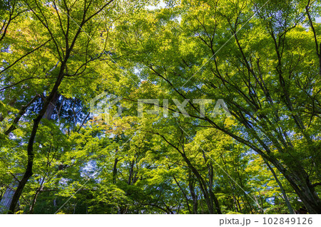 京都嵯峨嵐山の夏　緑豊かな常寂光寺 102849126