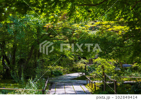 京都嵯峨嵐山の夏　緑豊かな常寂光寺 102849414