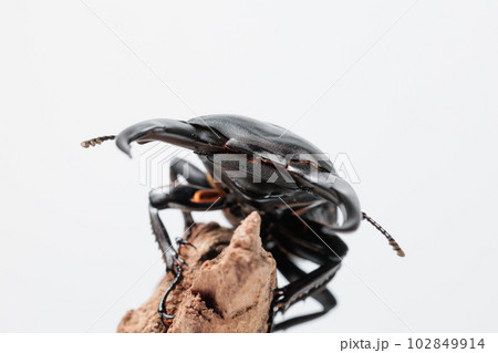 シェンクリングオオクワガタ シェンクリングオオクワガタ 102849914