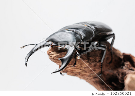 シェンクリングオオクワガタ シェンクリングオオクワガタ 102850021