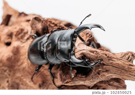 シェンクリングオオクワガタ シェンクリングオオクワガタ 102850025