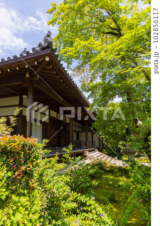 京都嵯峨嵐山の夏　緑豊かな常寂光寺　本堂 102850117