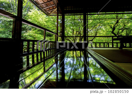 新緑の瑠璃光院 青もみじと書院の風景 京都府京都市 新緑の瑠璃光院 青もみじと書院の風景 京都府京都市 102850150