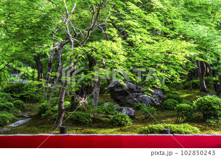 新緑の圓光寺　書院から見た庭園の風景　京都府京都市 102850243