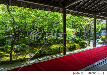 新緑の圓光寺 書院から見た庭園の風景 京都府京都市 新緑の圓光寺 書院から見た庭園の風景 京都府京都市 102850251