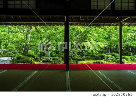 新緑の圓光寺 書院から見た庭園の風景 京都府京都市 新緑の圓光寺 書院から見た庭園の風景 京都府京都市 102850263