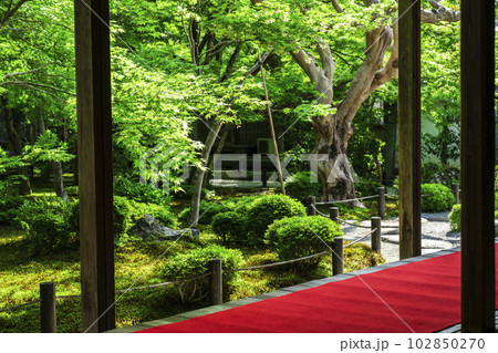 新緑の圓光寺　書院から見た庭園の風景　京都府京都市 102850270