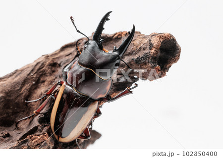ラテラリスノコギリクワガタ ラテラリスノコギリクワガタ 102850400
