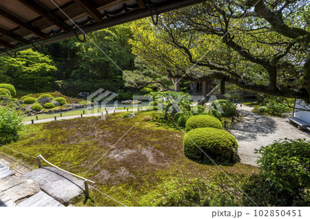 初夏の青蓮院門跡　華頂殿から見た新緑の相阿弥の庭　京都府京都市 102850451