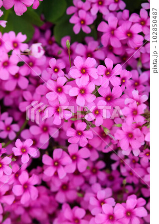 満開の三つ葉のクローバーの花 満開の三つ葉のクローバーの花 102850487
