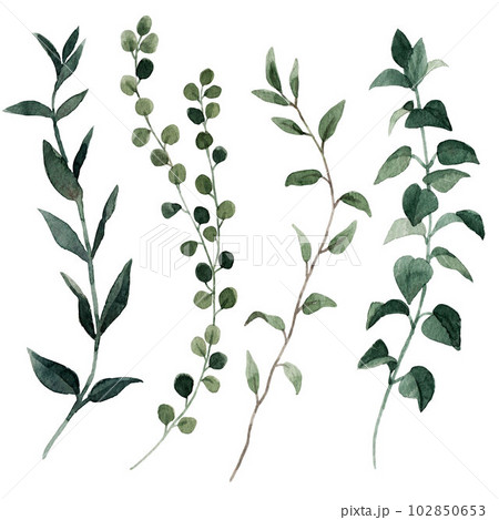 Beautiful clip art stock illustration set with hand drawn watercolor branch with leaves. 102850653