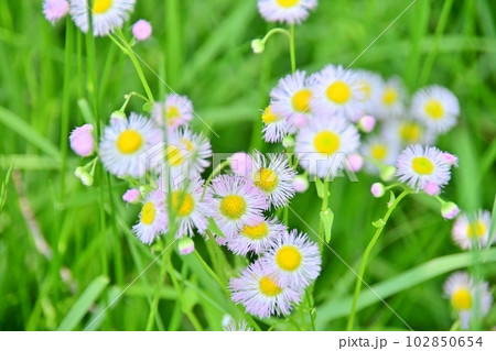 ハルジオンの花 102850654