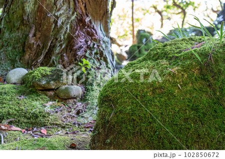 京都　舞鶴　多禰寺（多祢寺） 102850672