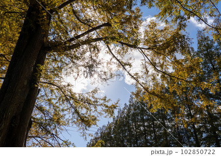 京都 舞鶴 多禰寺(多祢寺) 京都 舞鶴 多禰寺(多祢寺) 102850722