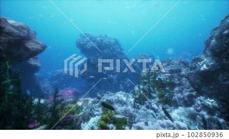 Sea life in the Caribbean sea 102850936