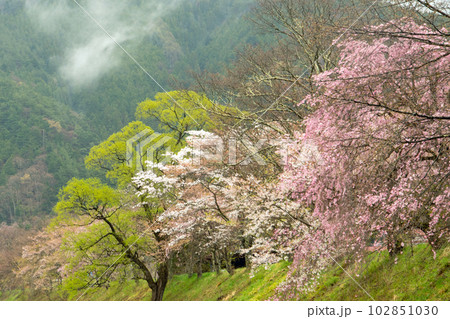 飛騨一ノ宮の春 102851030