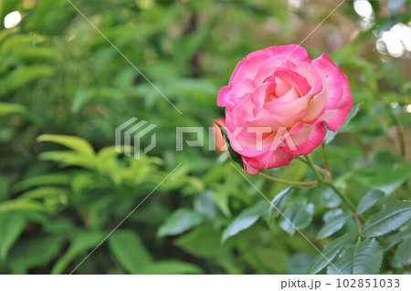 バラの花・ニコル バラの花・ニコル 102851033