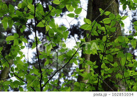 森に自生する大きな緑の葉 102851034