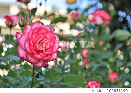 縁が赤いバラの花 縁が赤いバラの花 102851146