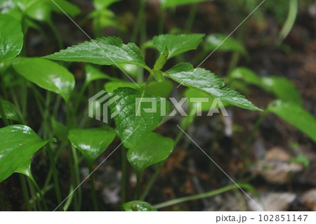 森の中では、雨に濡れた緑の葉 森の中では、雨に濡れた緑の葉 102851147