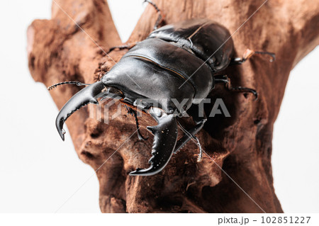 スマトラオオヒラタクワガタ スマトラオオヒラタクワガタ 102851227