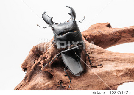 スマトラオオヒラタクワガタ 102851229