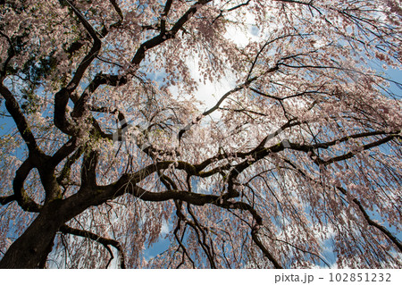 飛騨あさひ町、青屋神明神社の枝垂桜 102851232