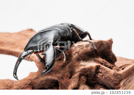 スマトラオオヒラタクワガタ スマトラオオヒラタクワガタ 102851239