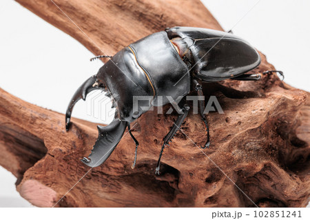スマトラオオヒラタクワガタ 102851241